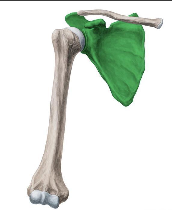 SCAPULA SCAPULA