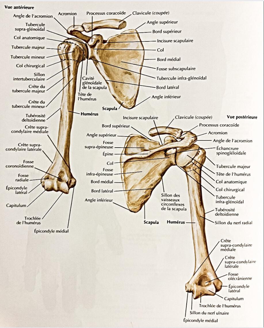 HUMERUS HUMERUS