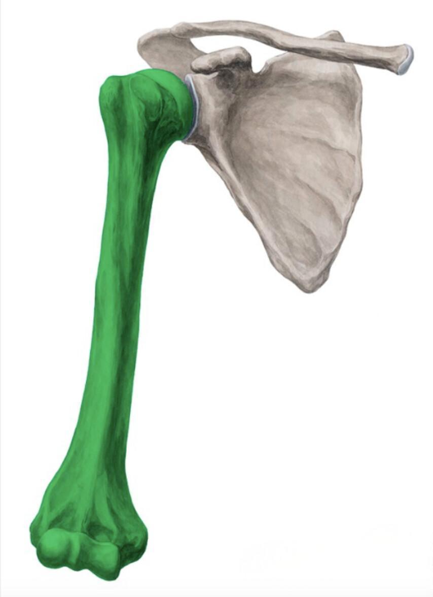 HUMERUS HUMERUS