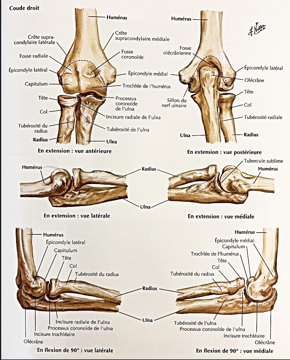 ULNA ULNA