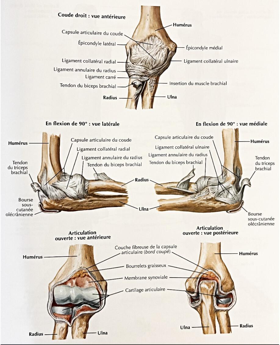 ULNA ULNA