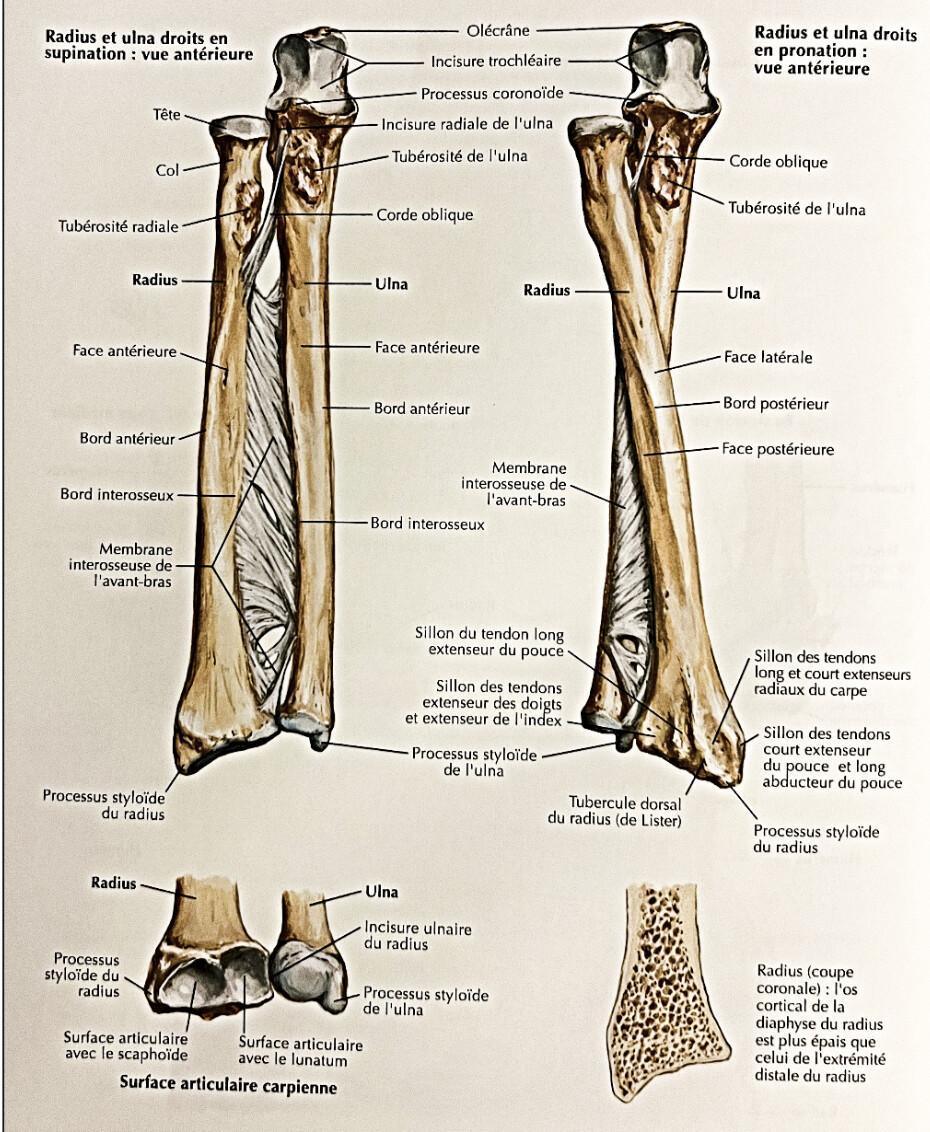 ULNA ULNA