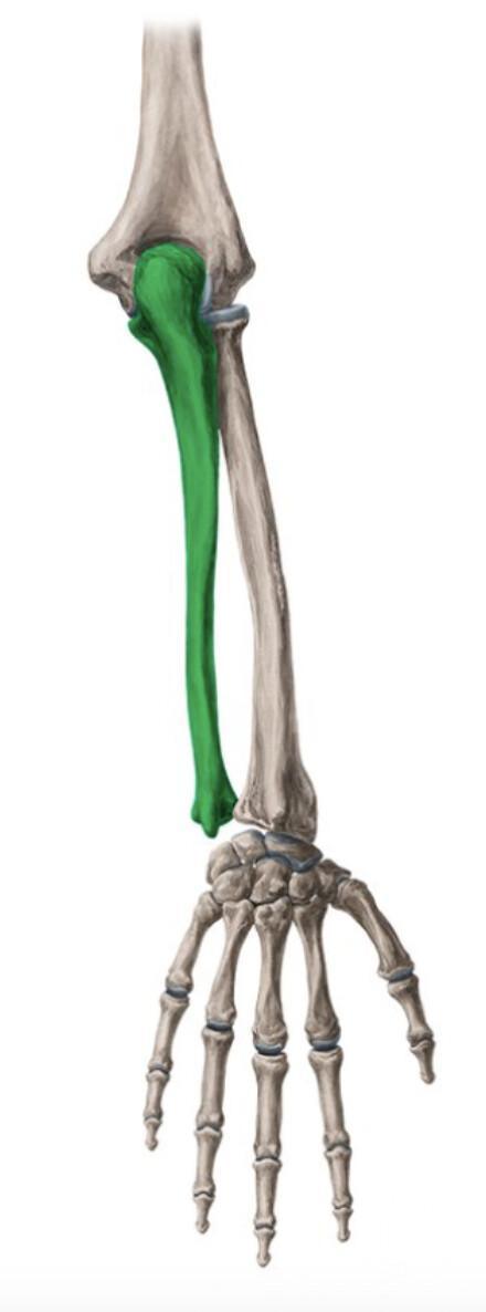 ULNA