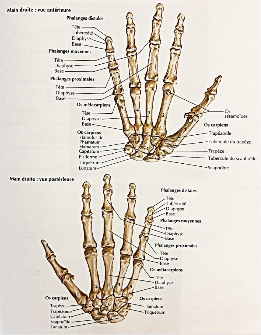 METACARPES METACARPES