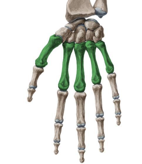METACARPES METACARPES