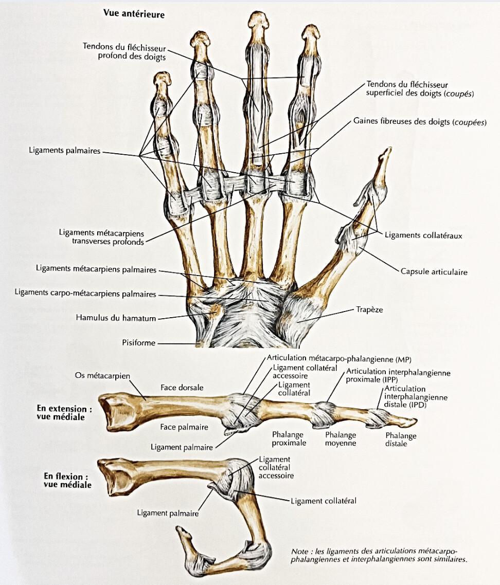 PHALANGES PHALANGES