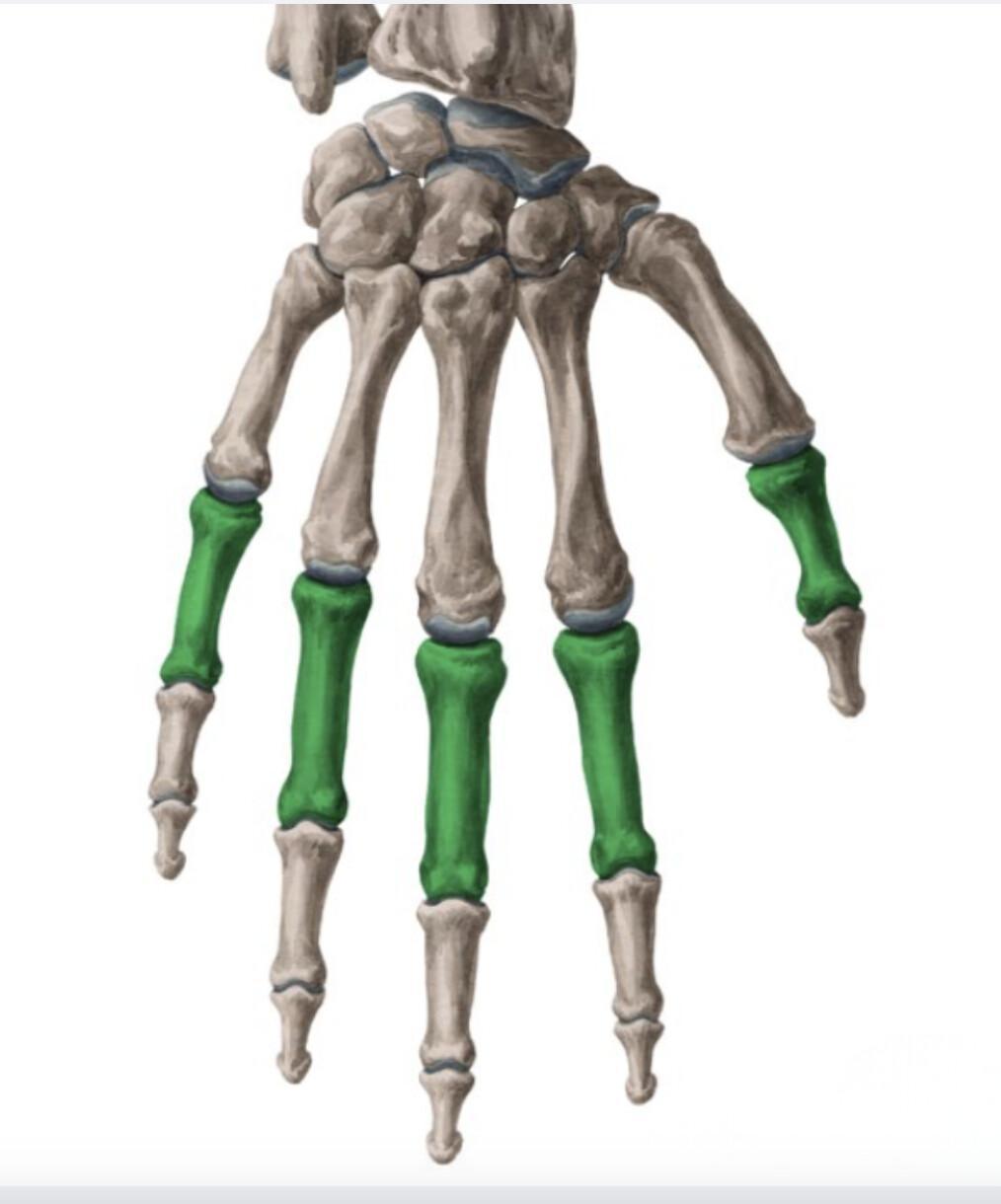 PHALANGES