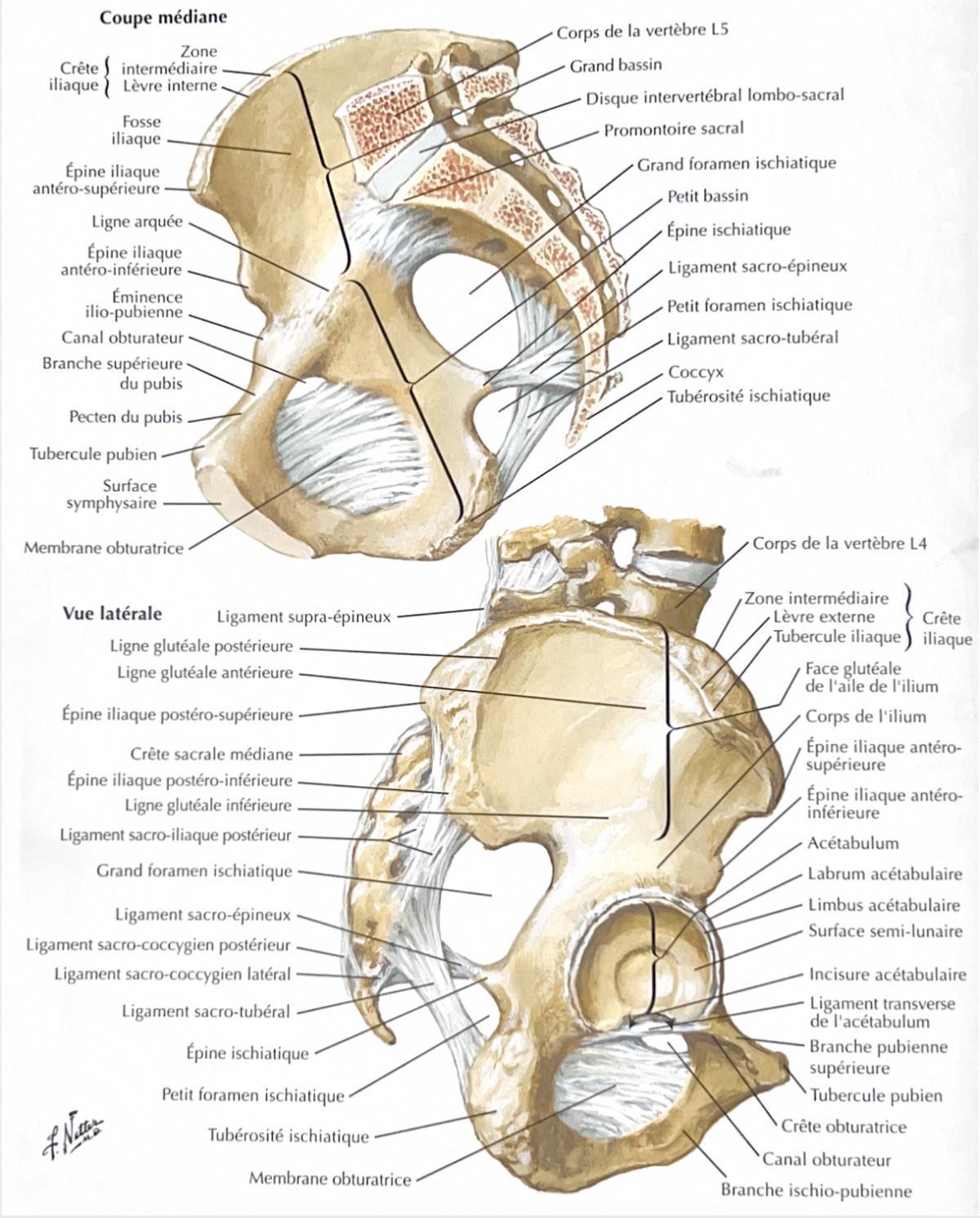 OS COXAL OS COXAL
