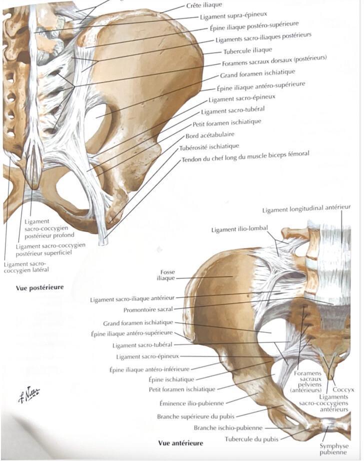 OS COXAL OS COXAL