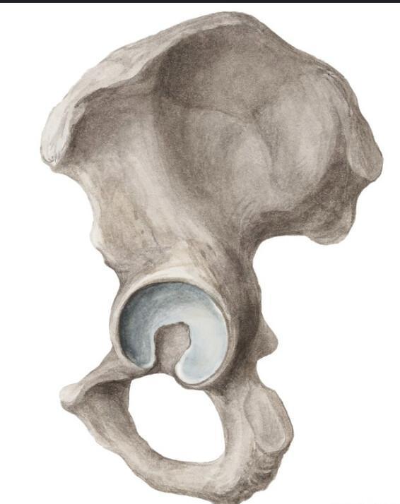 OS COXAL