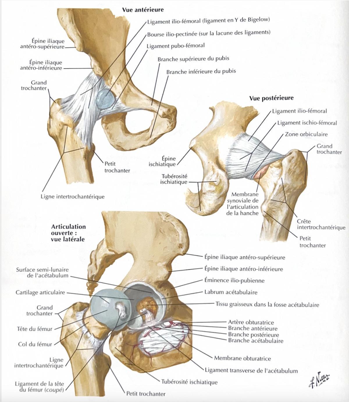 FEMUR FEMUR