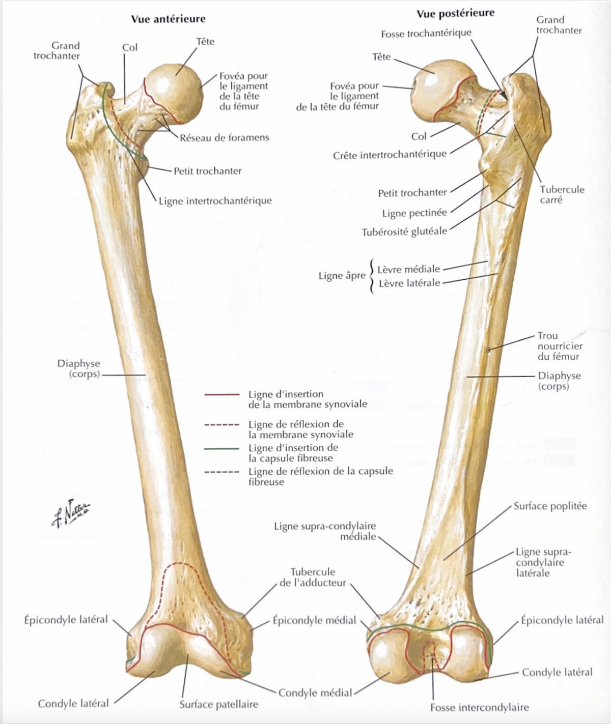 FEMUR FEMUR