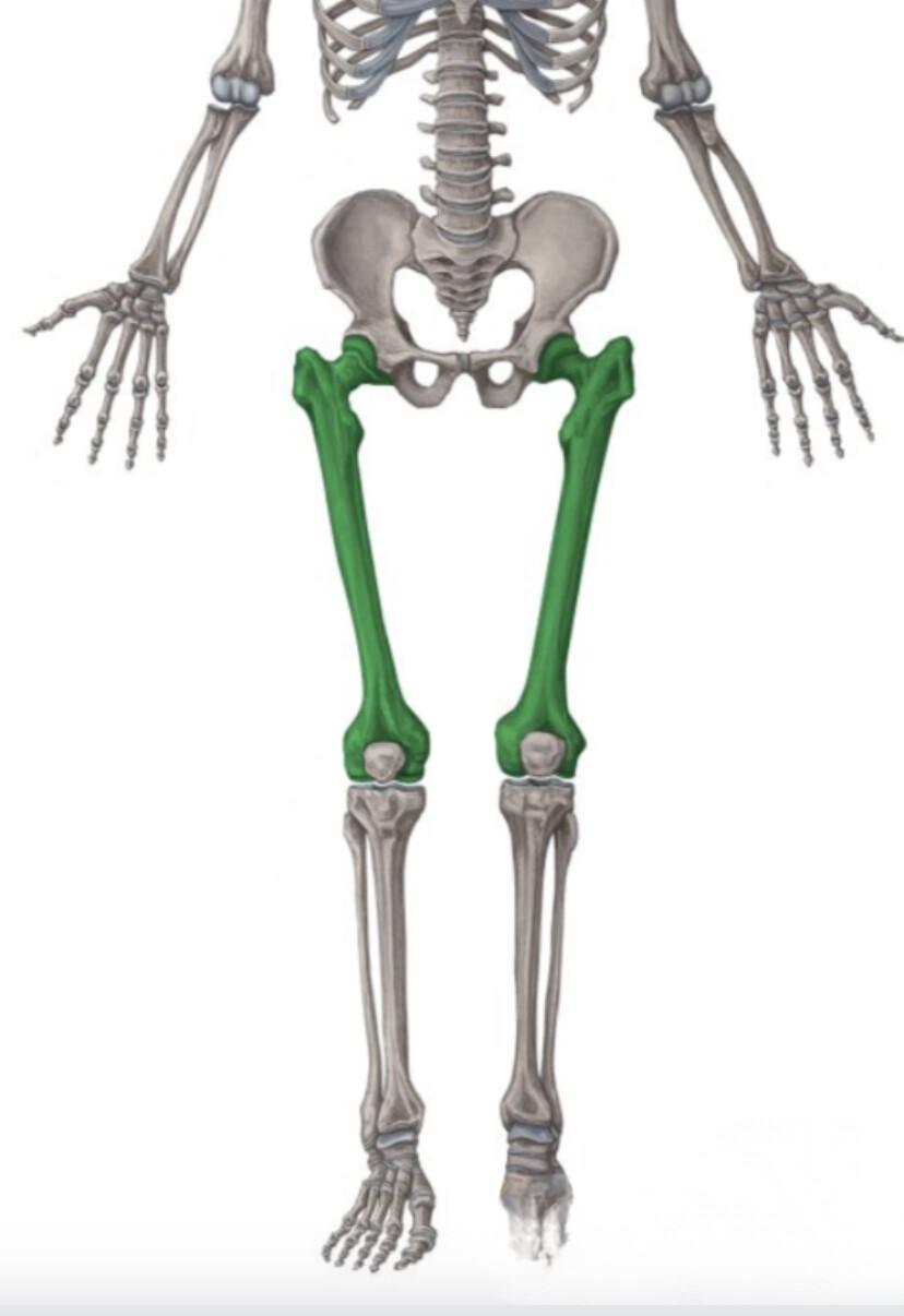 FEMUR FEMUR