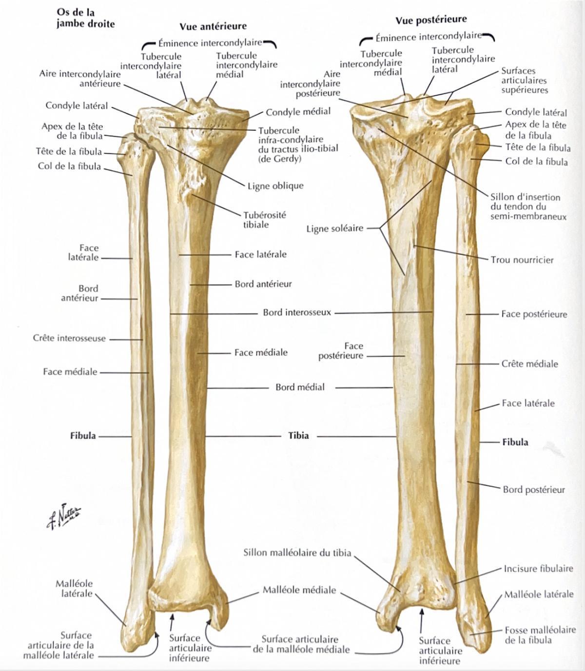 TIBIA TIBIA