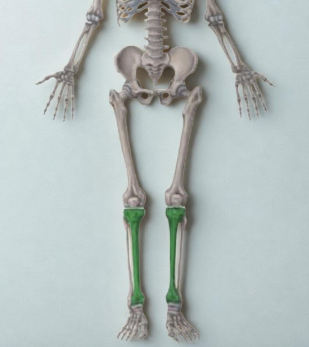 TIBIA