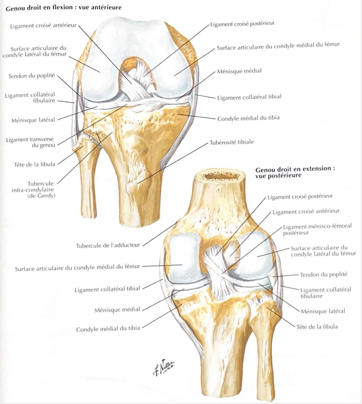 FIBULA FIBULA
