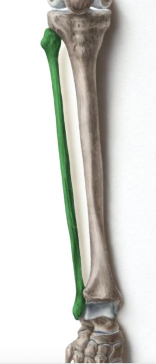 FIBULA
