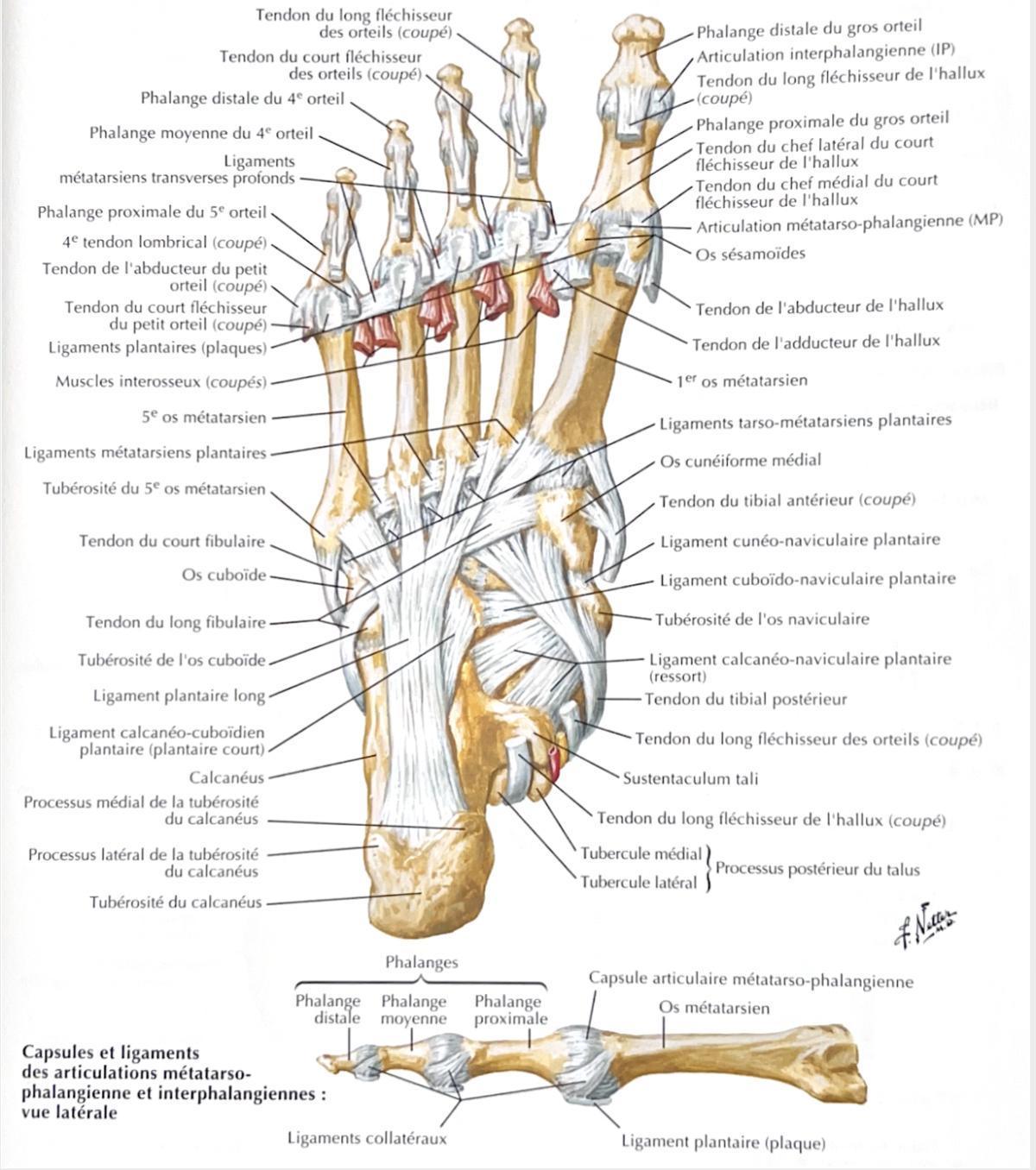 PHALANGES PHALANGES