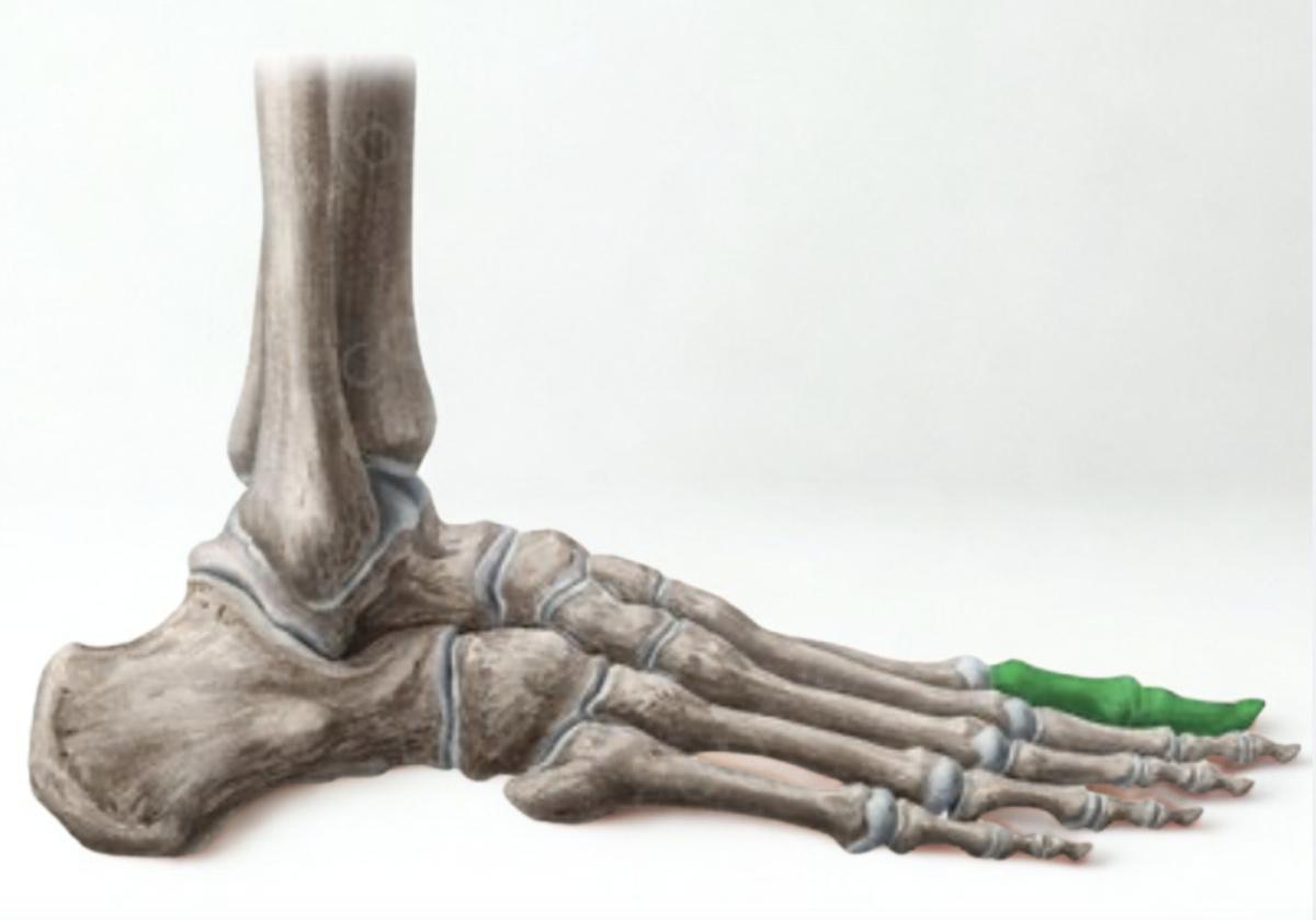 PHALANGES