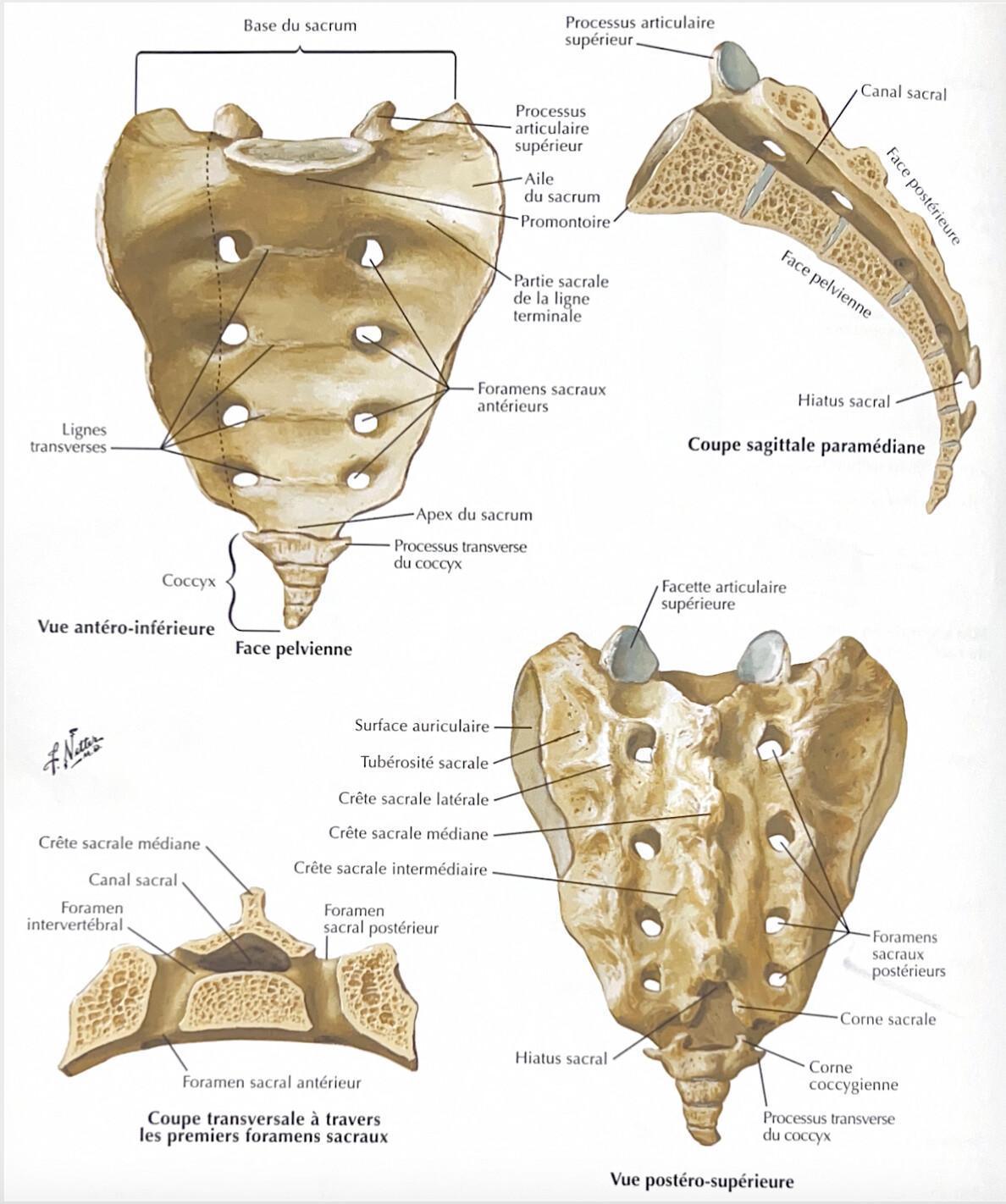 SACRUM SACRUM