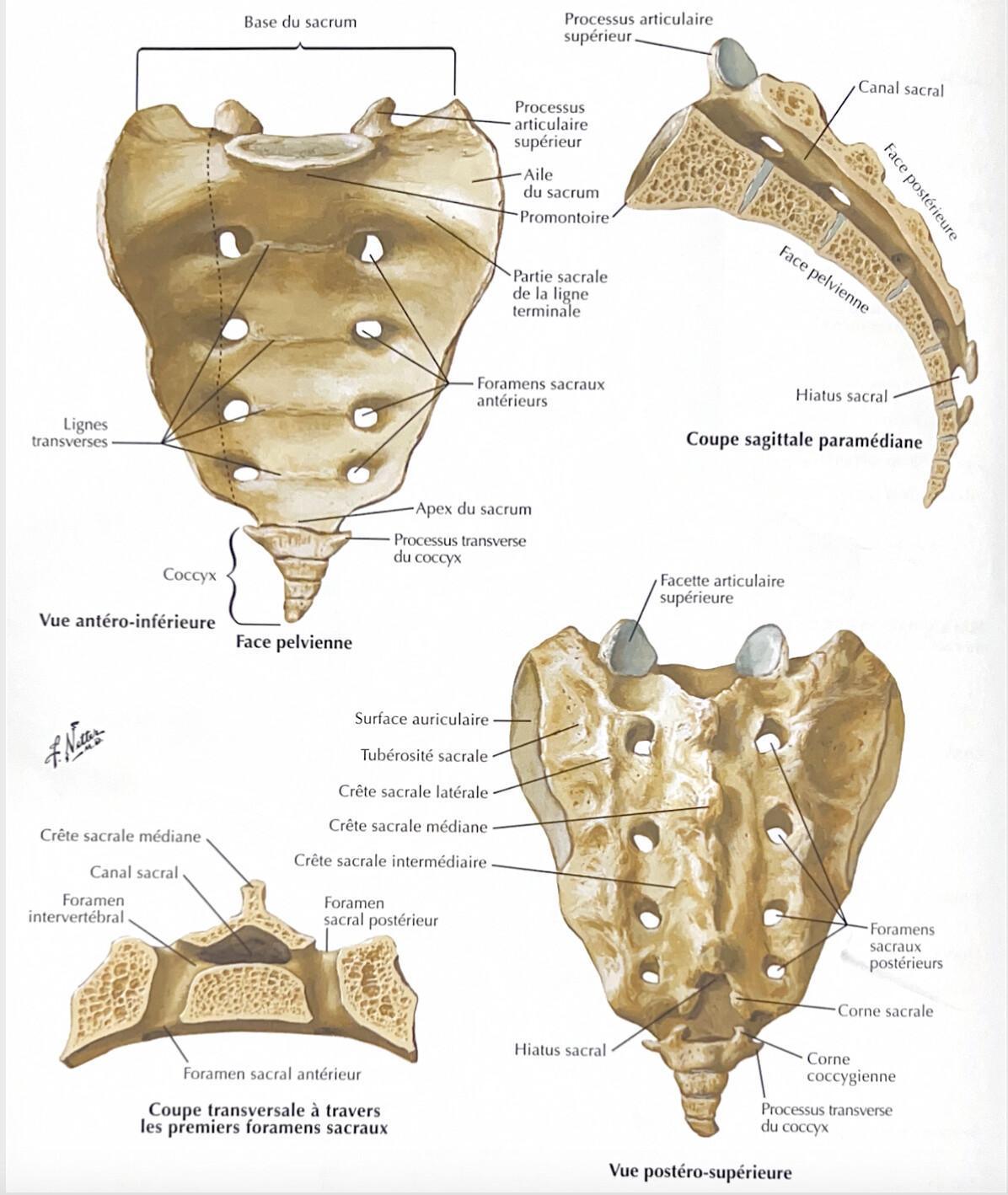 COCCYX COCCYX