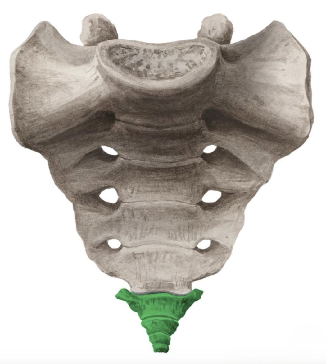 COCCYX
