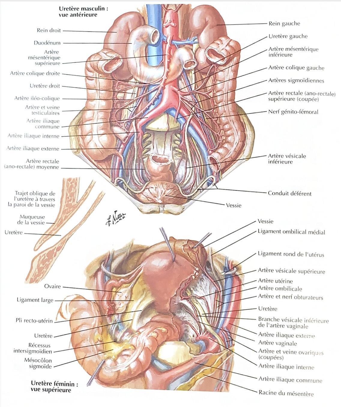 URETERES URETERES