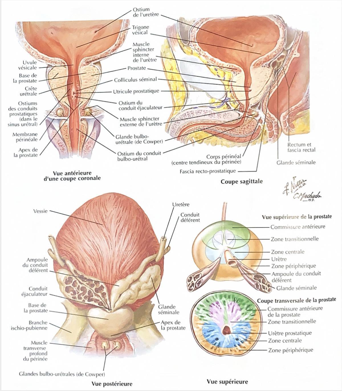 PROSTATE PROSTATE