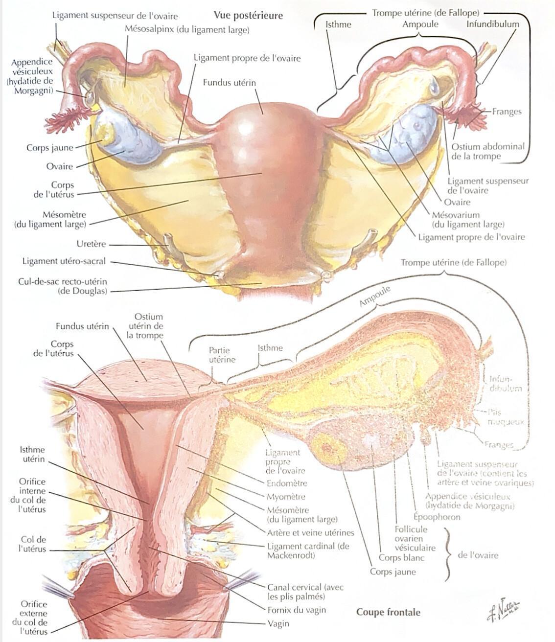 UTERUS UTERUS