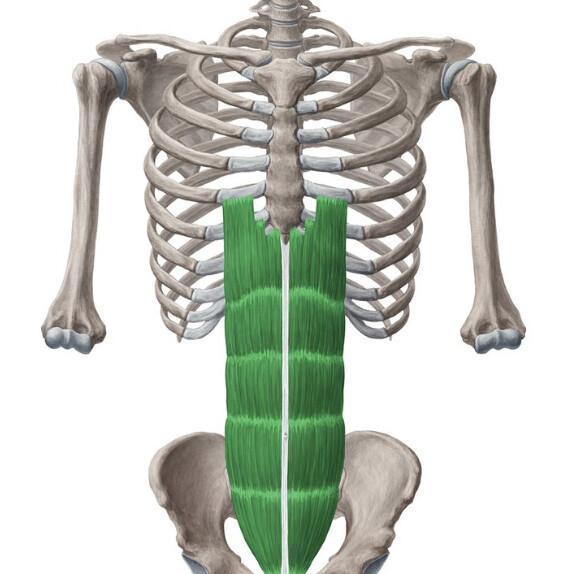 DROIT DE L'ABDOMEN DROIT DE L'ABDOMEN