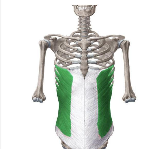 OBLIQUE EXTERNE ET INTERNE