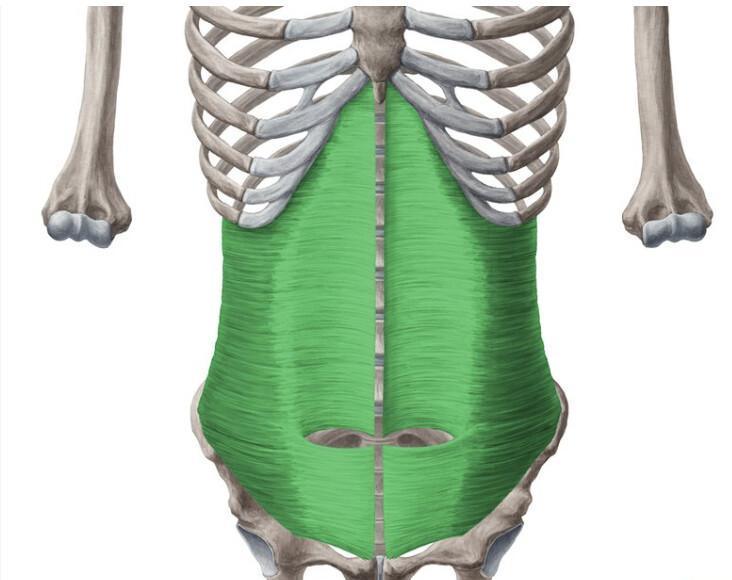 TRANSVERSE DE L'ABDOMEN TRANSVERSE DE L'ABDOMEN