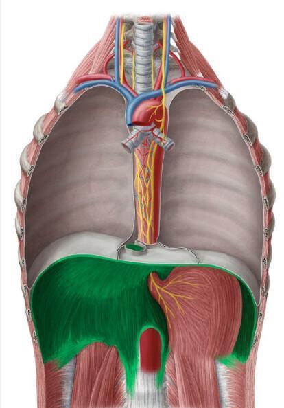 DIAPHRAGME