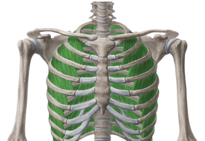 INTERCOSTAL EXTERNE ET INTERNE INTERCOSTAL EXTERNE ET INTERNE