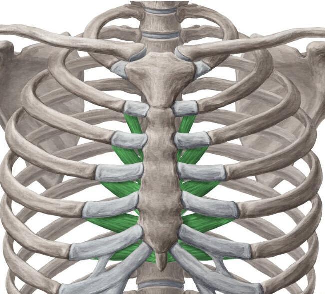 TRANSVERSE DU THORAX TRANSVERSE DU THORAX