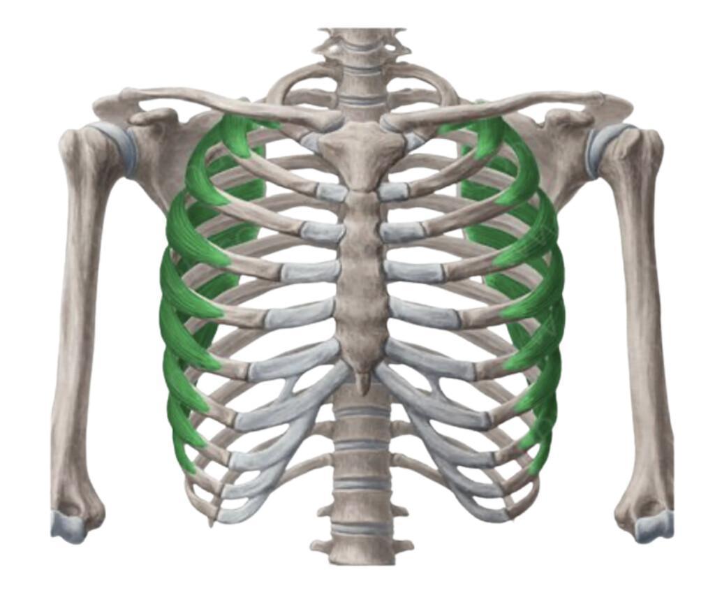 DENTELE ANTERIEUR