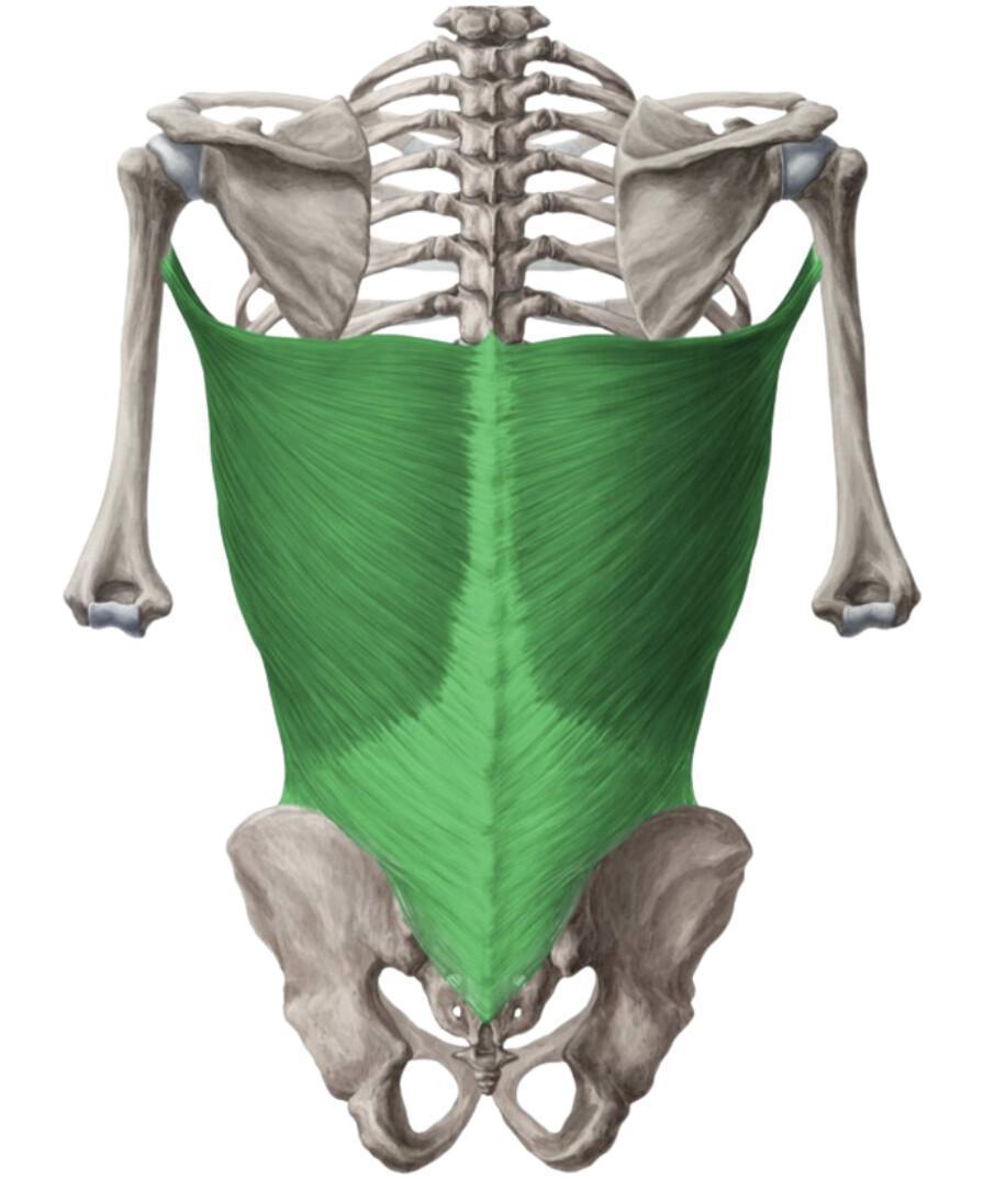 GRAND DORSAL GRAND DORSAL