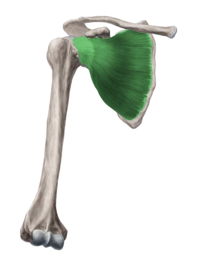 SUBSCAPULAIRE