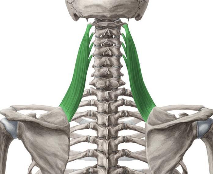 ELEVATEUR DE LA SCAPULA ELEVATEUR DE LA SCAPULA