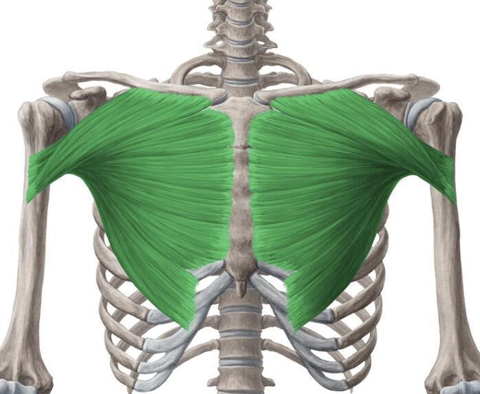 GRAND ET PETIT PECTORAL GRAND ET PETIT PECTORAL