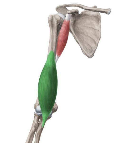 BRACHIAL BRACHIAL