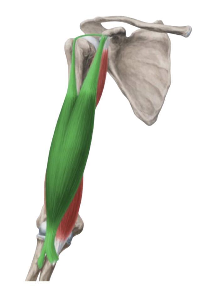 BICEPS BRACHIAL BICEPS BRACHIAL