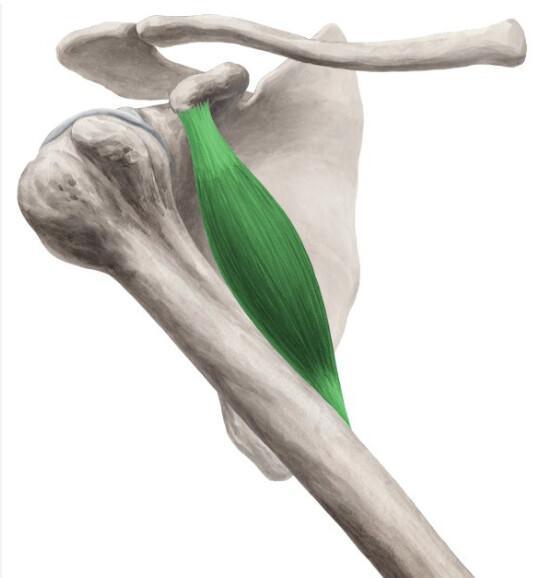 CORACO-BRACHIAL