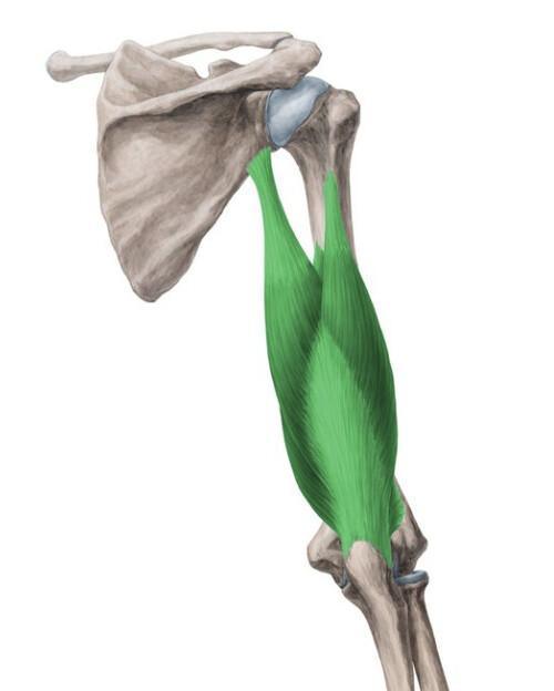 TRICEPS BRACHIAL