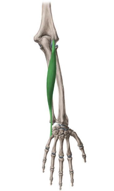 EXTENSEUR ULNAIRE DU CARPE
