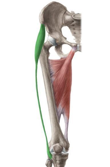 TENSEUR DU FASCIA LATA TENSEUR DU FASCIA LATA