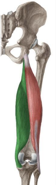 SEMI-MEMBRANEUX SEMI-MEMBRANEUX