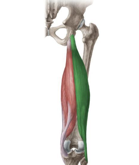 BICEPS FEMORAL BICEPS FEMORAL