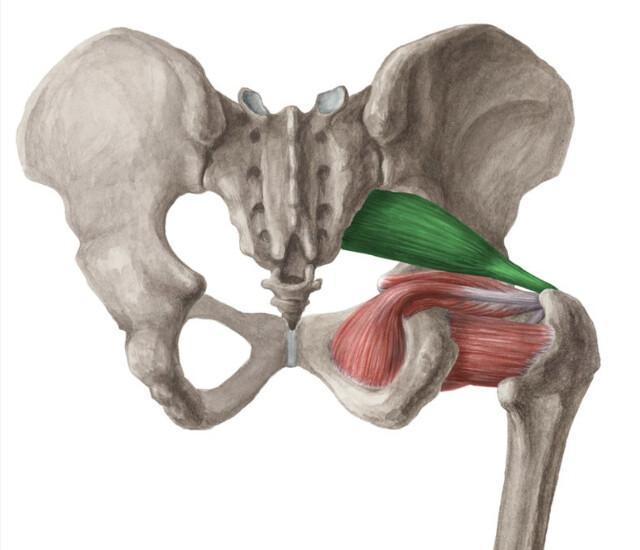 PELVI-TROCHANTERIENS