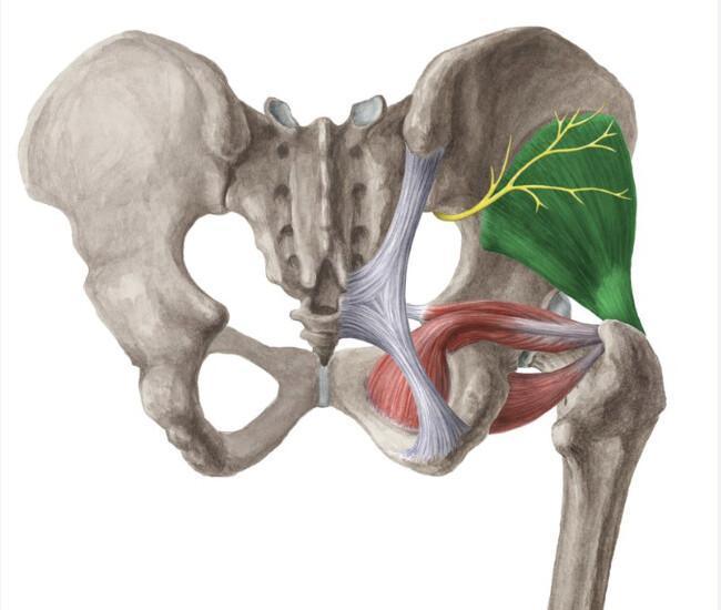 PETIT/MOYEN/GRAND GLUTEAL